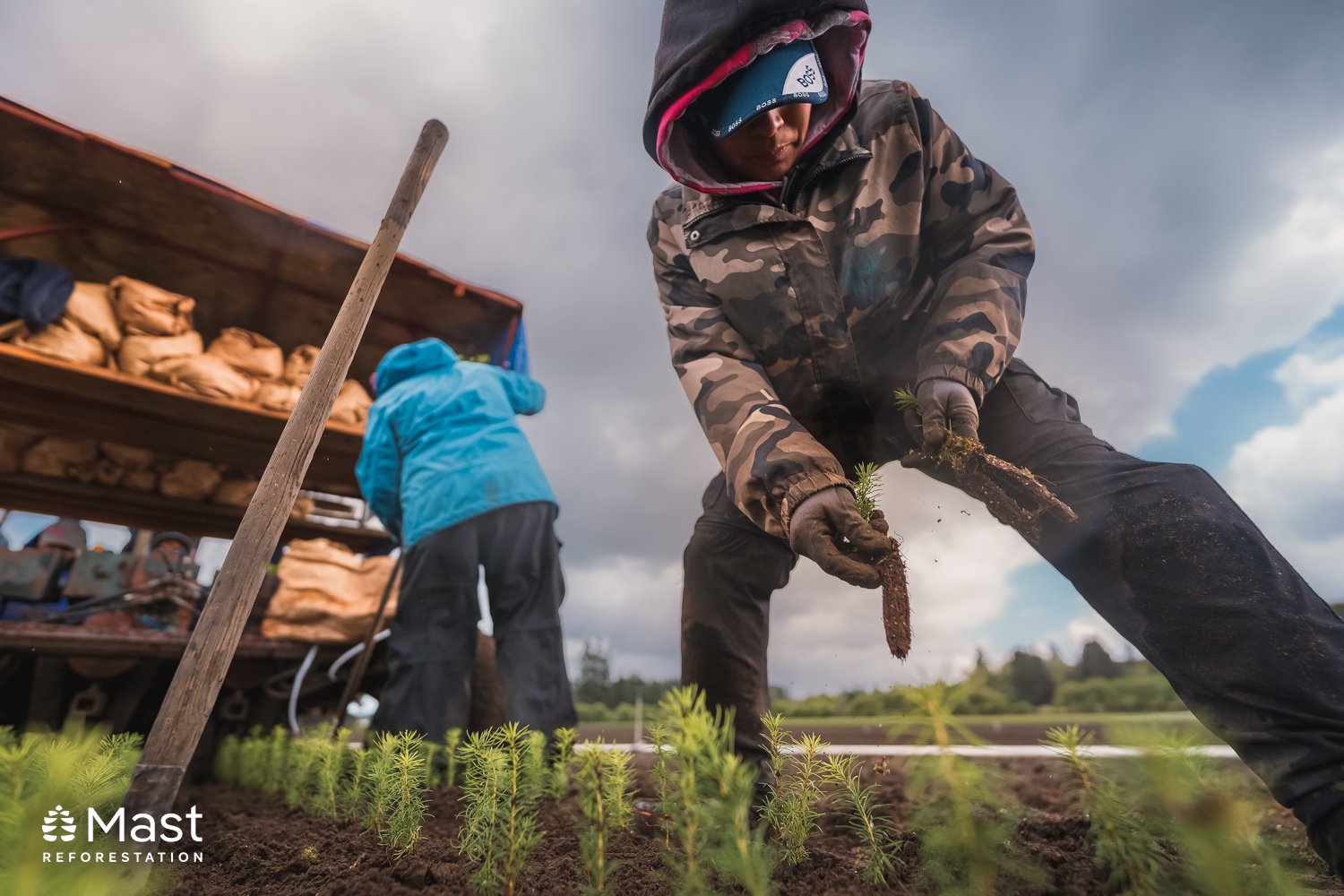 Workers in the field pulling seedlings - Mast Reforestation