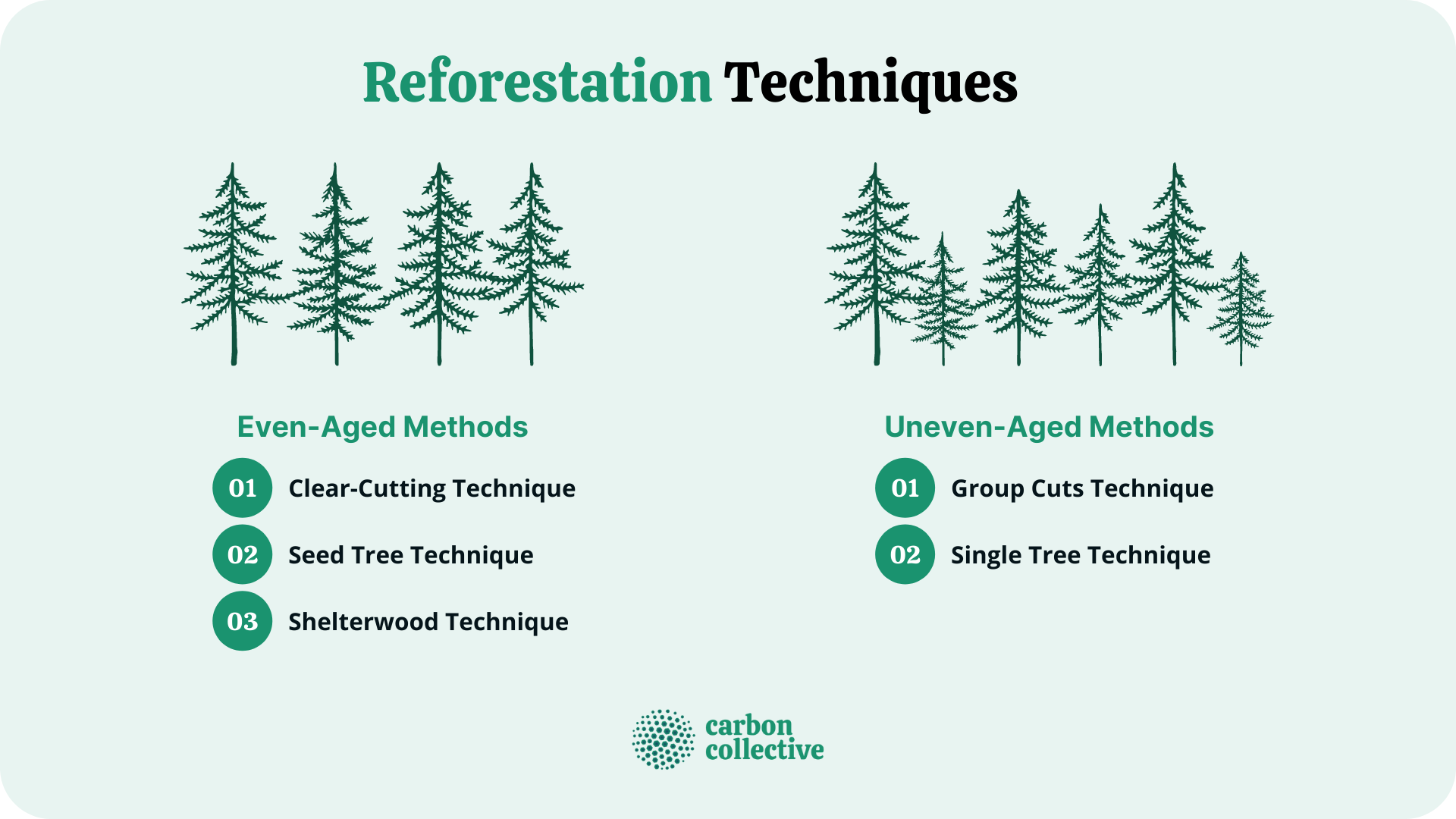 Reforestation | Definition, Goals, Techniques, Benefits & Difficulties